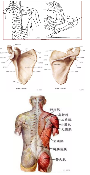 肩胛骨位于第2～7肋骨间,下角位于第7～8肋骨间;协助肩关节完成上举