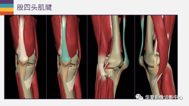 膝关节周围的那些肌腱你都认识吗