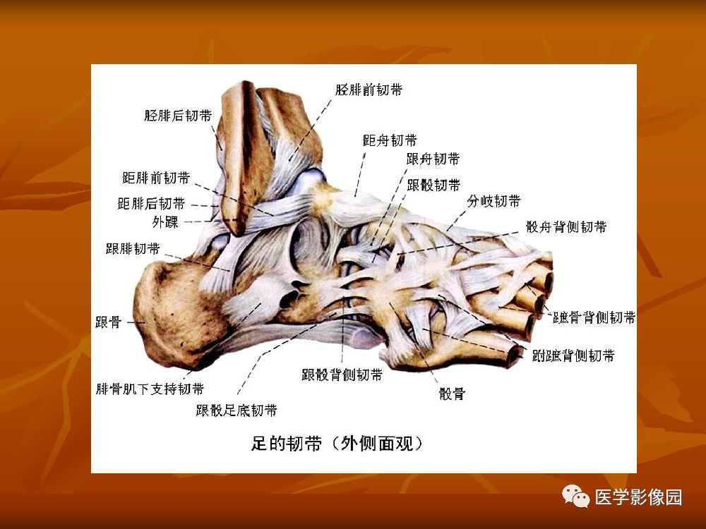 踝關節韌帶的解剖及影像表現