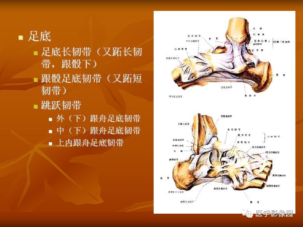 踝關節韌帶的解剖及影像表現