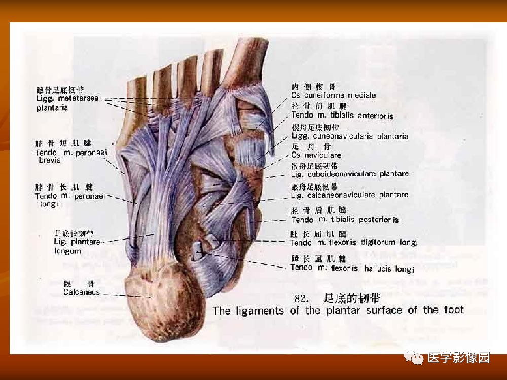 踝關節韌帶的解剖及影像表現