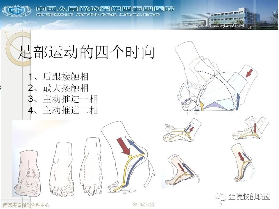 骨科基础:足踝运动生理及解剖结构 - 好医术早读文章 - 好医术-赋能医生守护生命