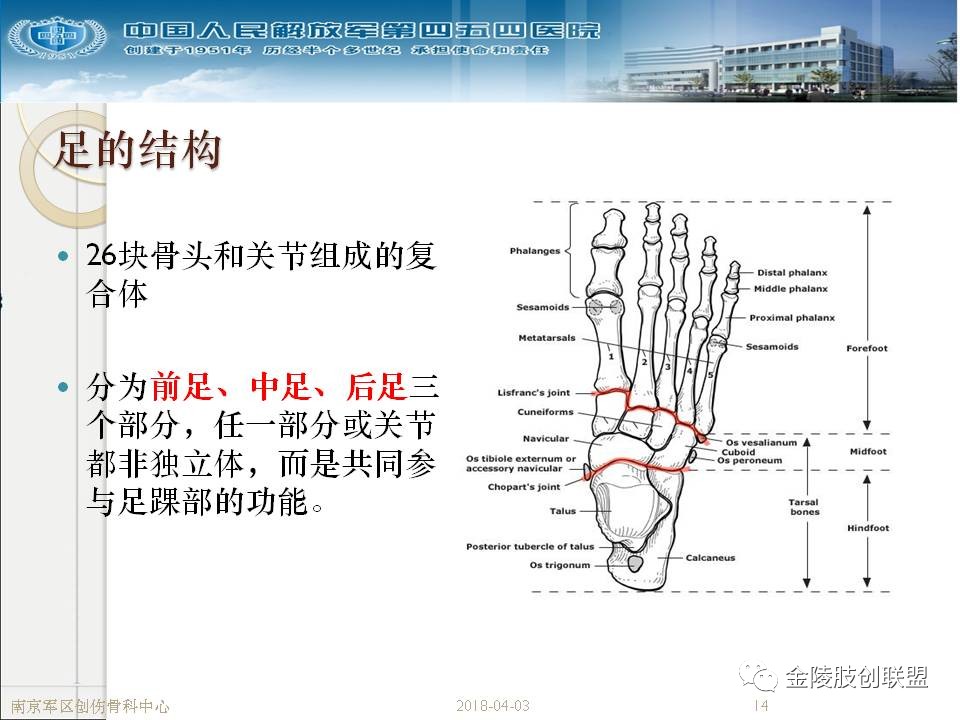 骨科基础:足踝运动生理及解剖结构 - 好医术早读文章 - 好医术-赋能医生守护生命