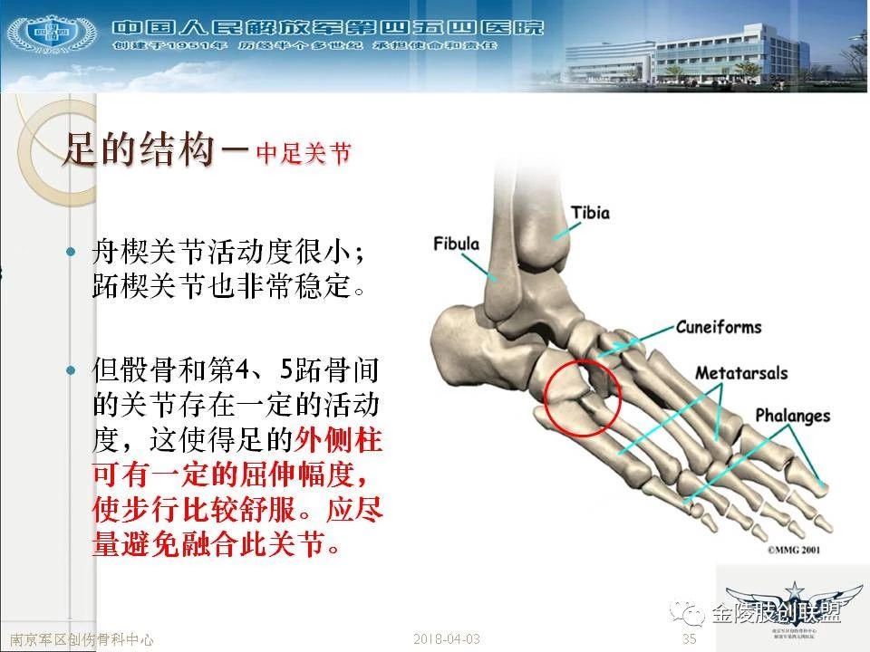 骨科基础:足踝运动生理及解剖结构 - 好医术早读文章 - 好医术-赋能医生守护生命