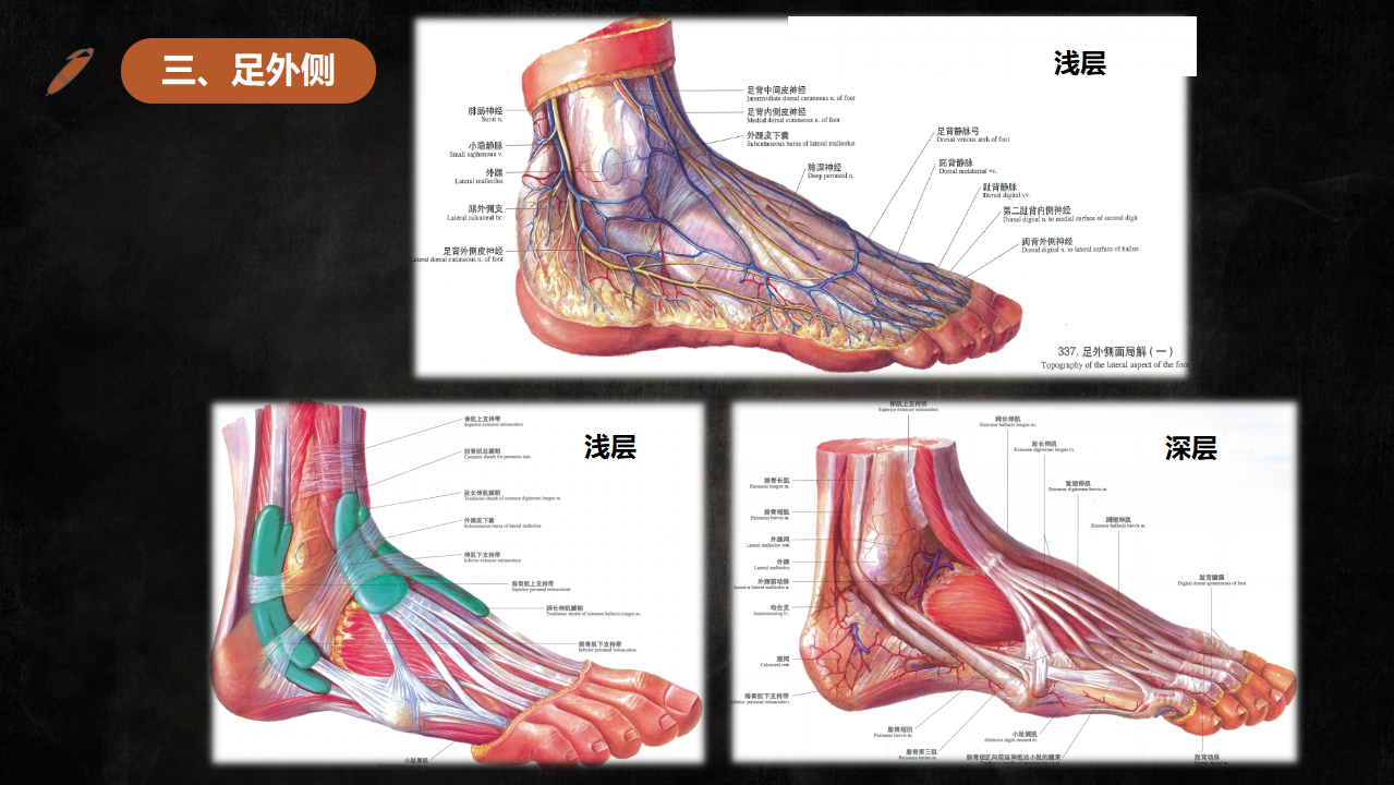 足踝部解剖及影像學診斷基礎必備