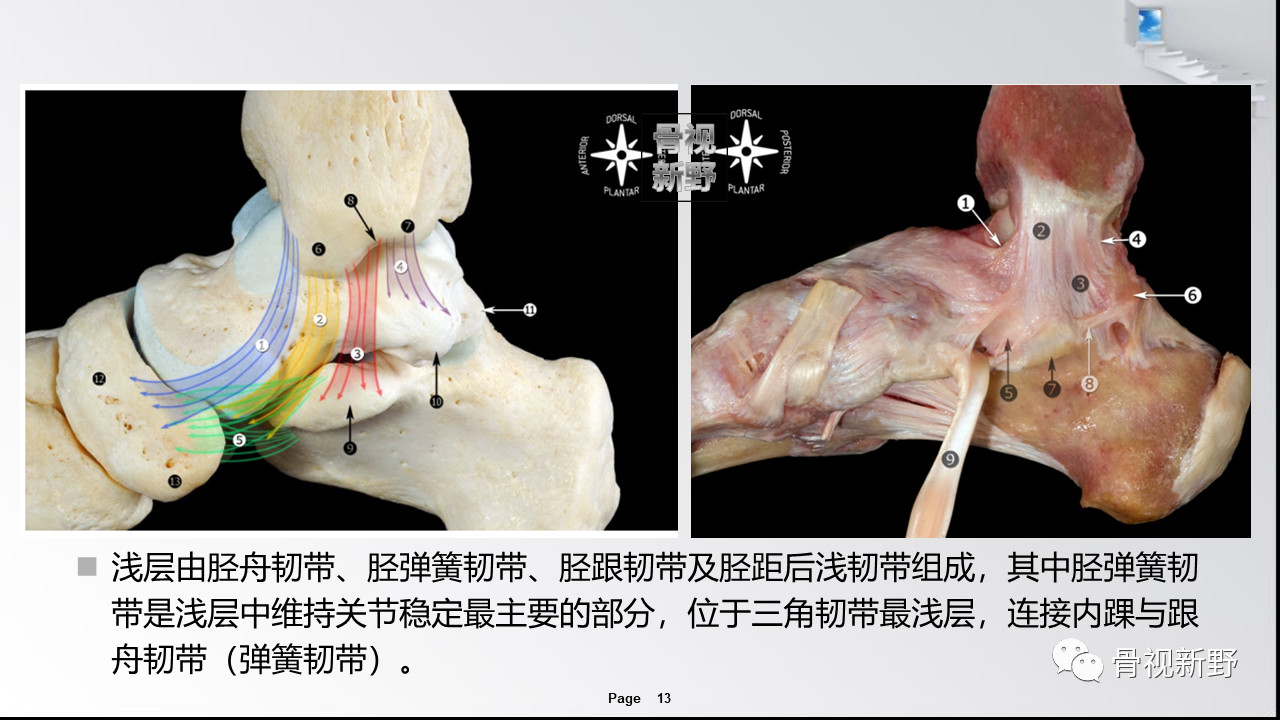 踝關節解剖高清圖解,值得收藏!