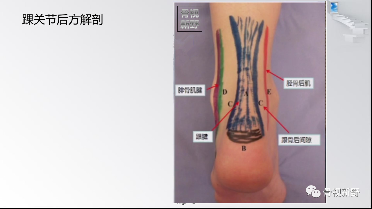 踝关节解剖高清图解,值得收藏!