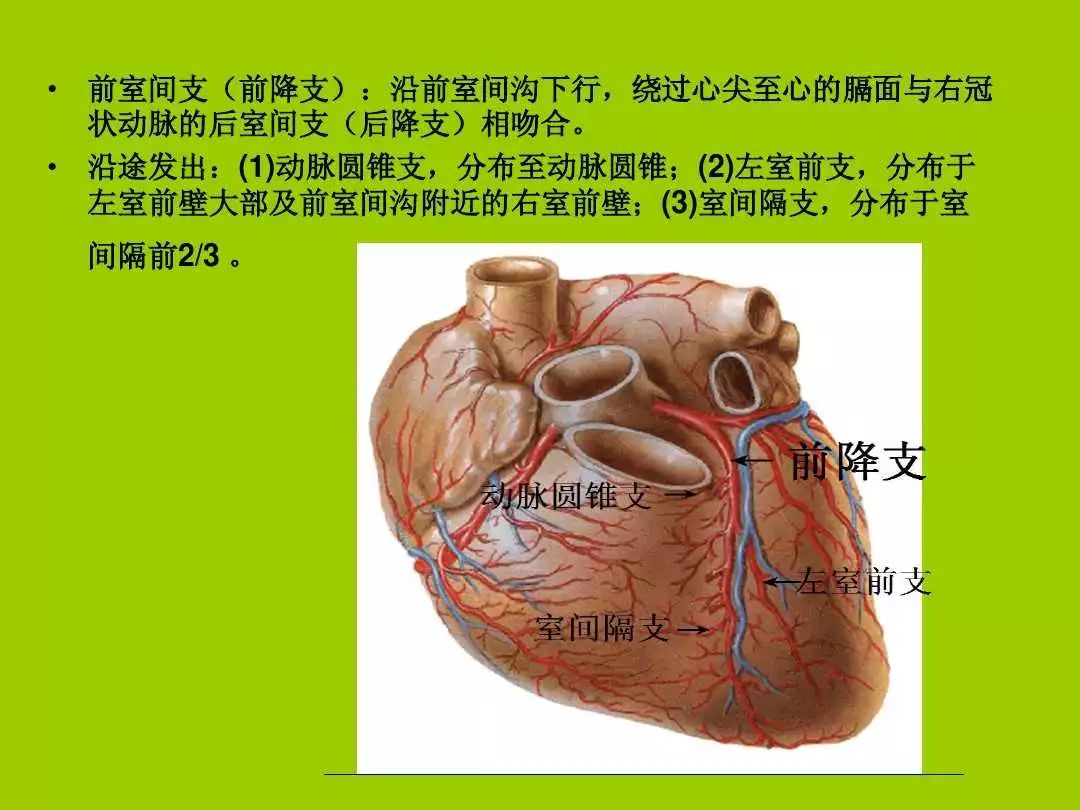 最详细冠状动脉解剖,分段及相关疾病诊断!