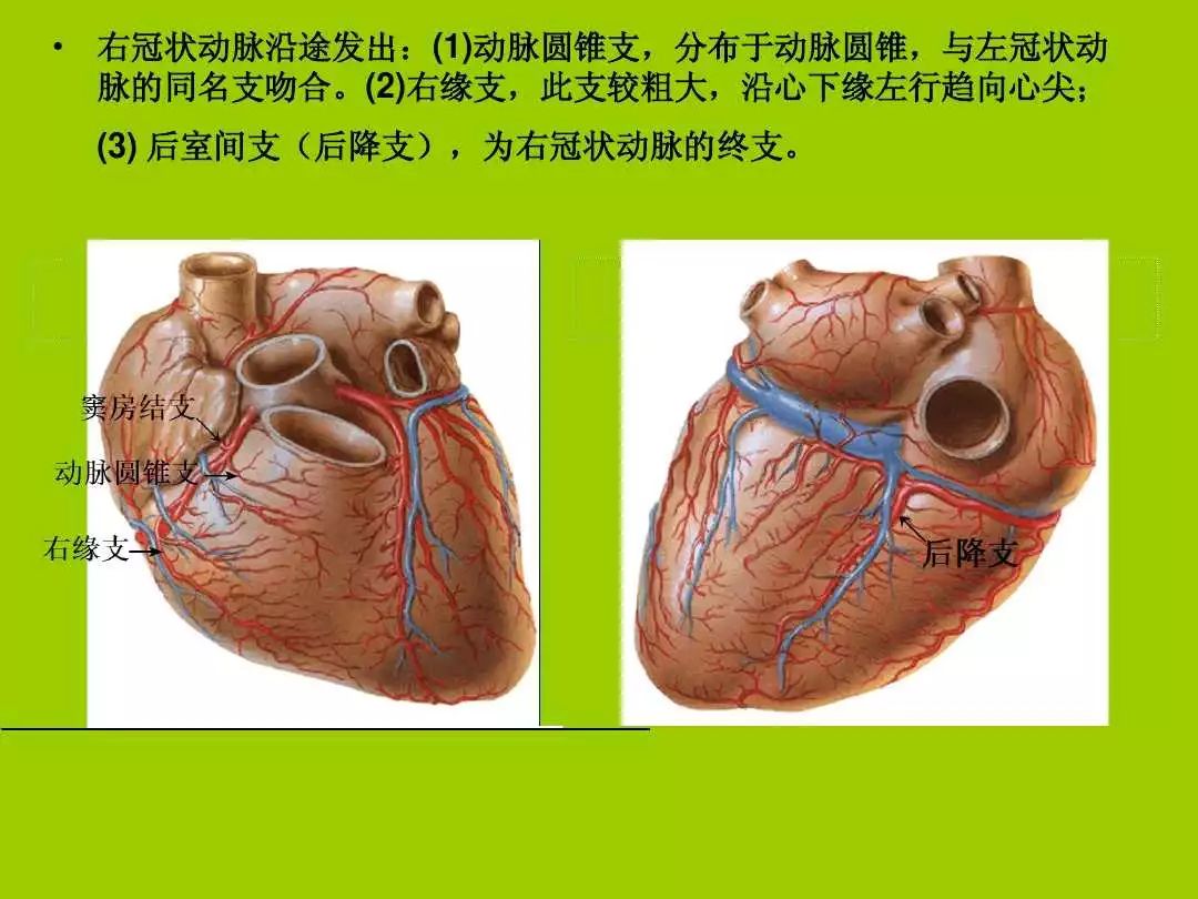 冠状动脉的分布类型-外科学-医学