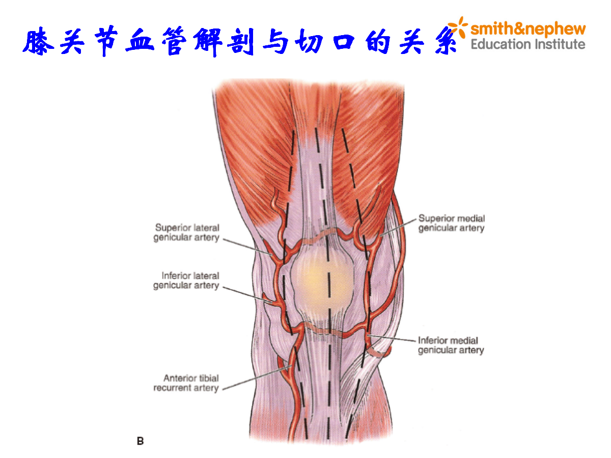 膝关节应用解剖及手术入路,详细解析!