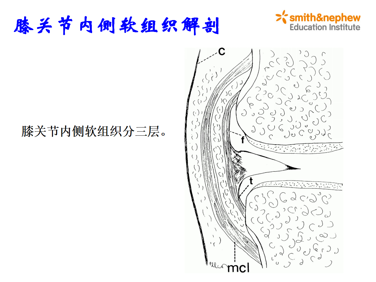 膝部滑膜囊-运动解剖学-图片
