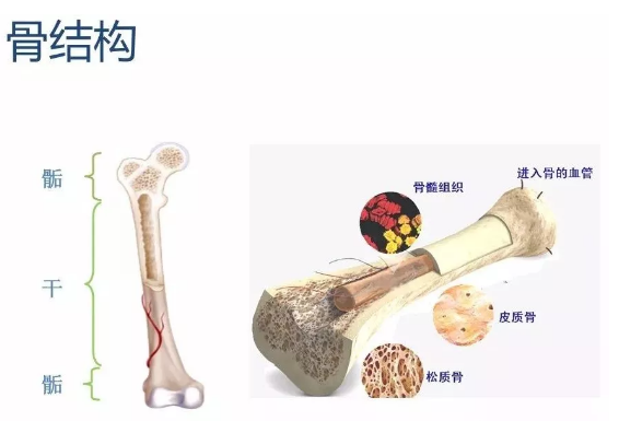 系统详解：骨折愈合过程及转归 - 好医术早读文章 - 好医术-赋能医生守护生命