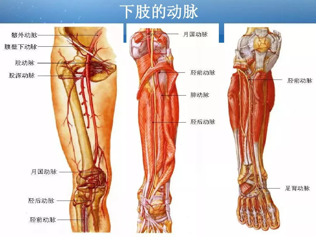 腿上大动脉在哪位置图图片