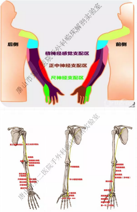 临床医生必备上肢神经走行指南,值得收藏! - 好医术早读文章 - 好医术-赋能医生守护生命