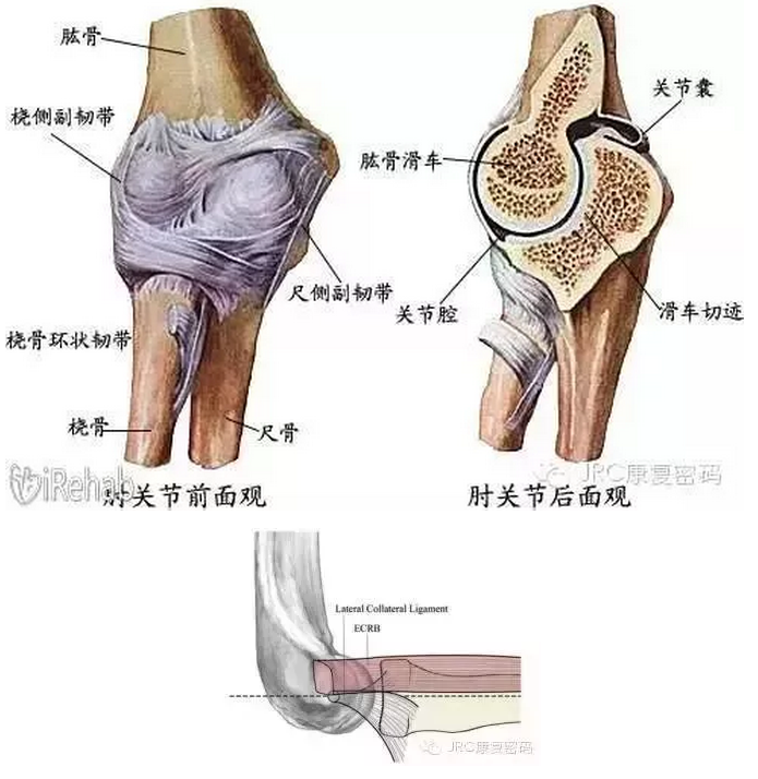 撓側腕長伸肌,撓側腕短伸肌,指總伸肌,小指固有伸肌,尺側腕伸肌,旋後