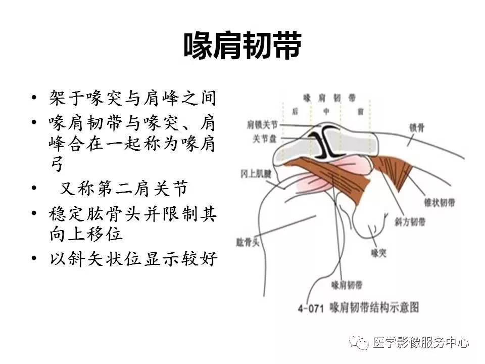 圆肩韧带图片