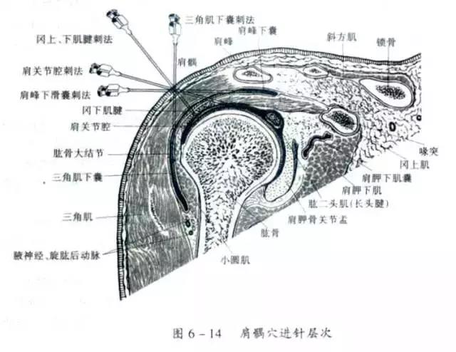 髖,膝,踝,肩,肘,腕關節穿刺技巧